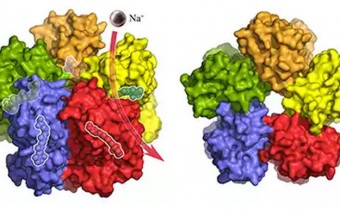 Поверхность комплекса KR2 сбоку. Каждая из пяти молекул KR2 связывает и транспортирует ионы натрия (обозначены фиолетовым цветом) через мембрану. Светочувствительный ретинальдегид внутри комплекса, который регулирует деятельность «насоса», прозрачный.