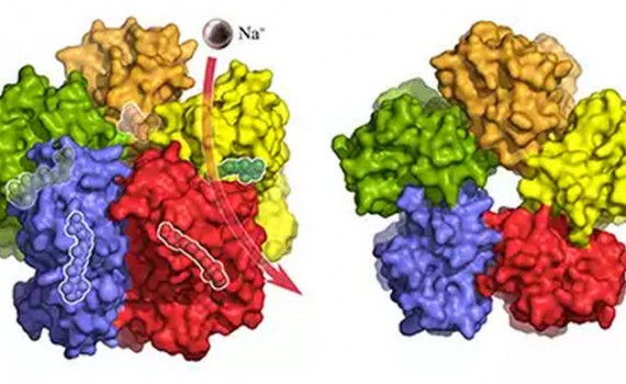 Поверхность комплекса KR2 сбоку. Каждая из пяти молекул KR2 связывает и транспортирует ионы натрия (обозначены фиолетовым цветом) через мембрану. Светочувствительный ретинальдегид внутри комплекса, который регулирует деятельность «насоса», прозрачный.